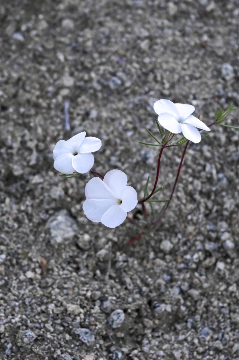 Linanthus dichotomus subsp. dichotomus photo 3