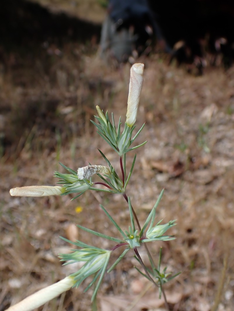 Linanthus dichotomus subsp. dichotomus photo 4