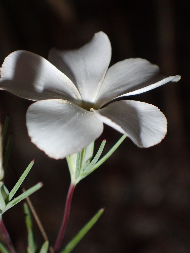 Linanthus dichotomus subsp. dichotomus photo 5