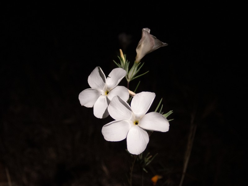 Linanthus dichotomus subsp. dichotomus photo 6