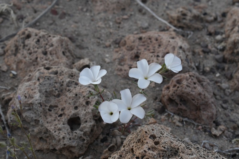 Linanthus dichotomus subsp. dichotomus photo 7
