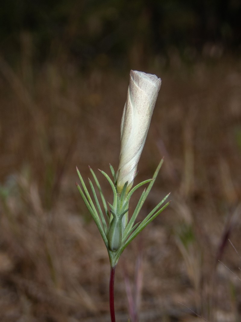 Linanthus dichotomus subsp. dichotomus photo 8