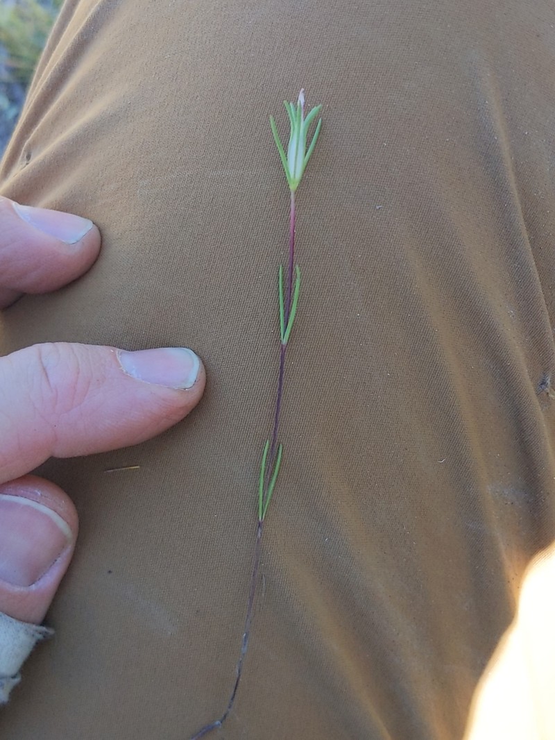 Linanthus dichotomus subsp. pattersonii