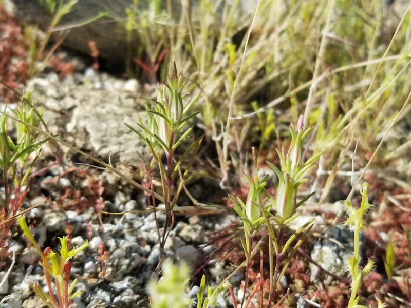 Linanthus dichotomus subsp. pattersonii photo 2