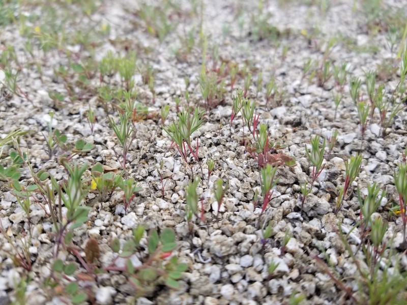 Linanthus dichotomus subsp. pattersonii photo 3