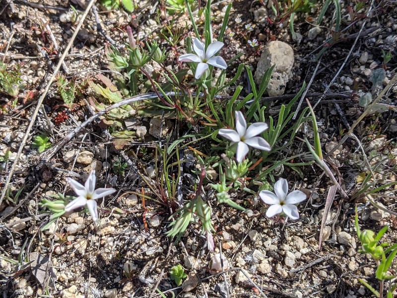 Linanthus dichotomus subsp. pattersonii photo 4