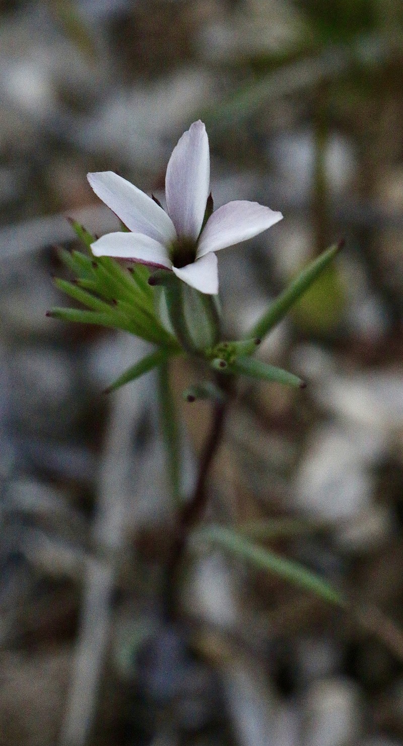 Linanthus dichotomus subsp. pattersonii photo 5