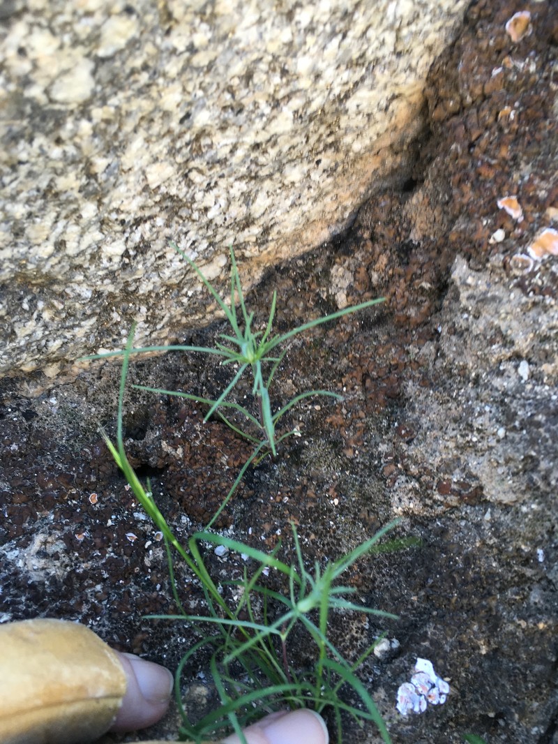 Linanthus dichotomus subsp. pattersonii photo 6