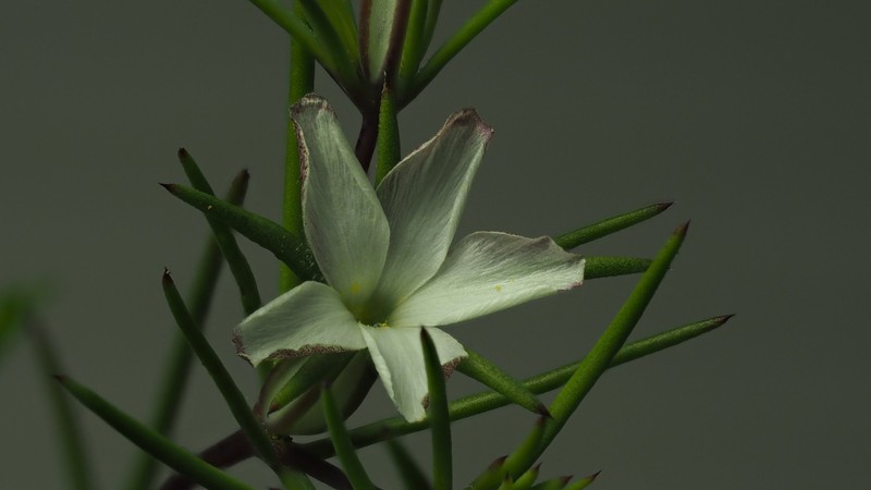 Linanthus dichotomus subsp. pattersonii photo 7