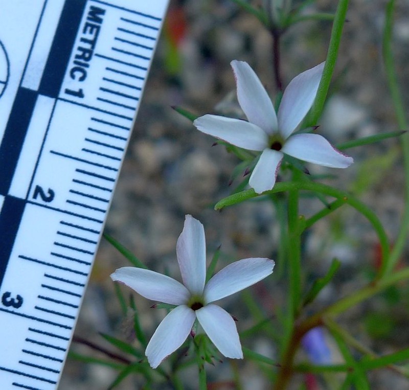 Linanthus dichotomus subsp. pattersonii photo 8