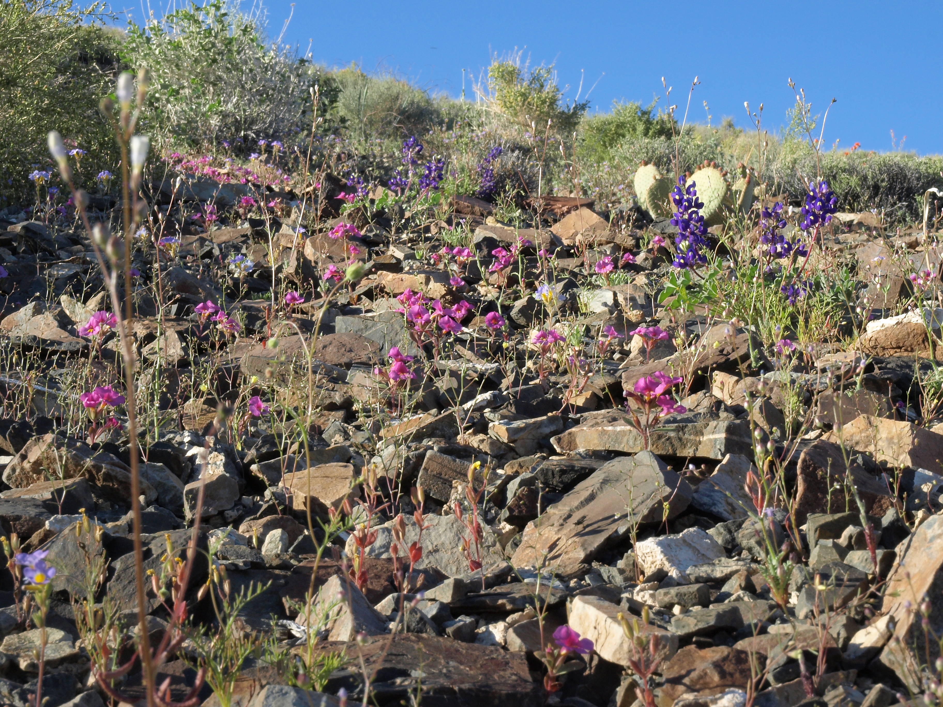 Yellow Gilia photo 2