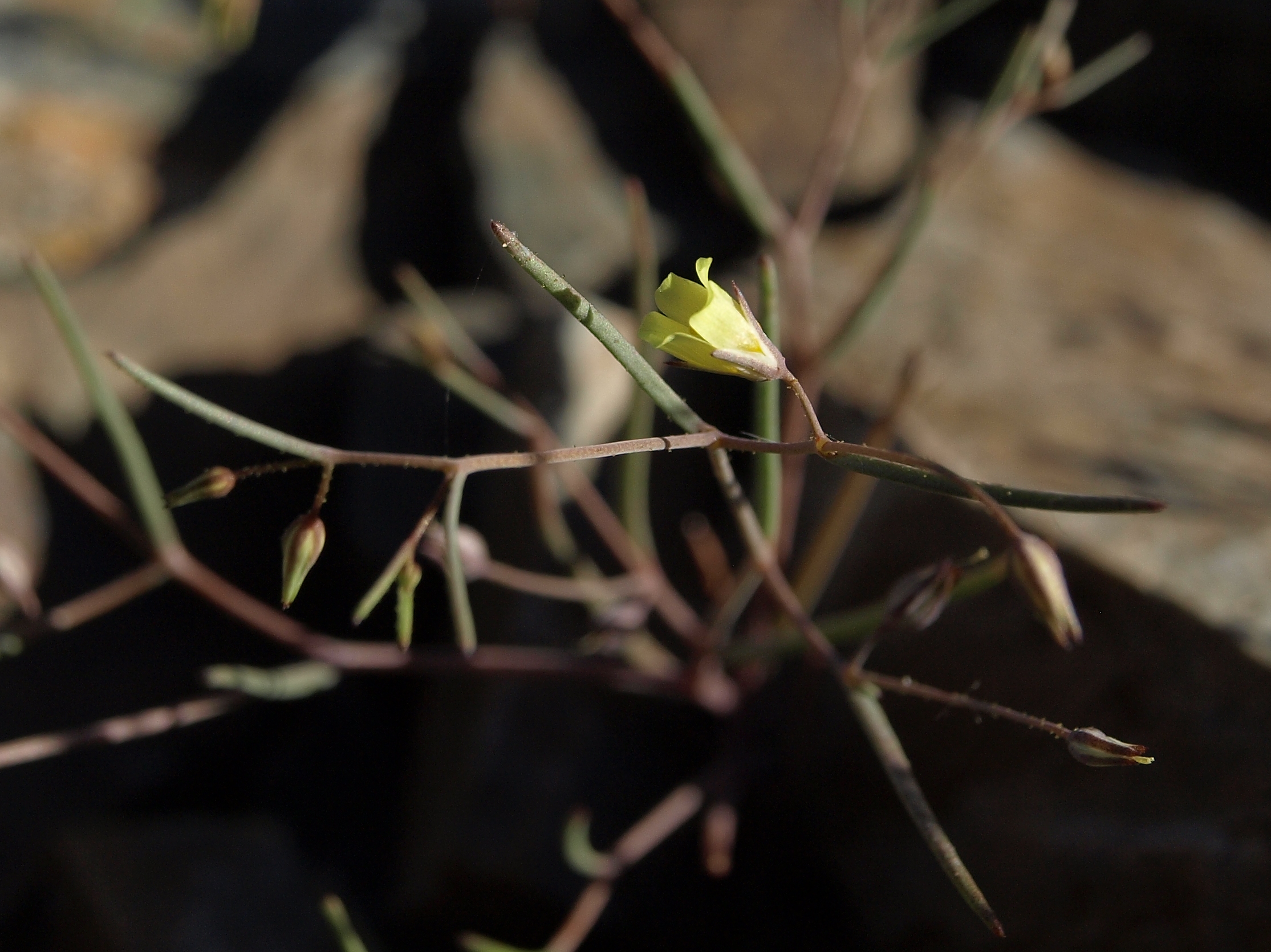 Yellow Gilia photo 3