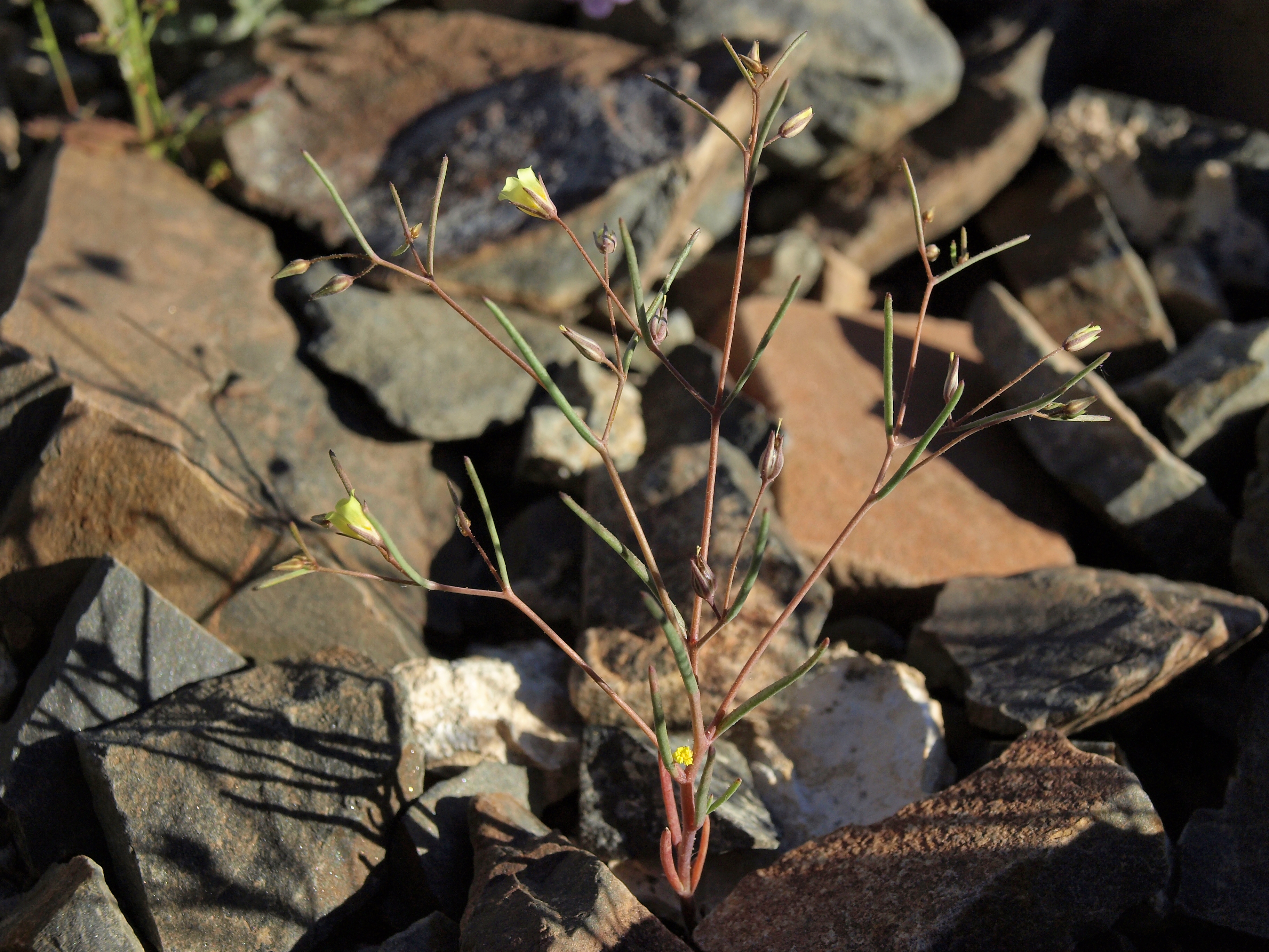 Yellow Gilia photo 4