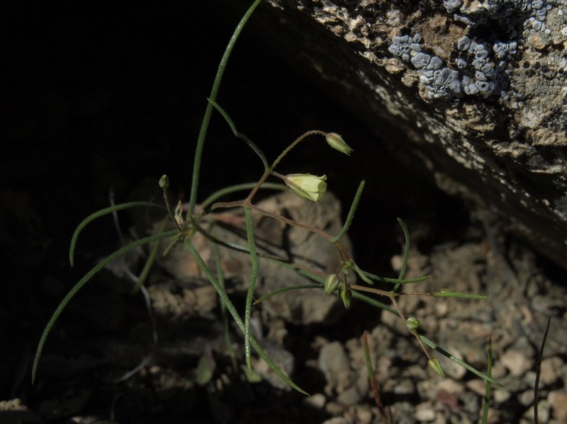 Yellow Gilia