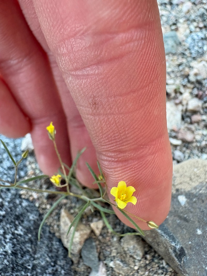 Yellow Gilia photo 3