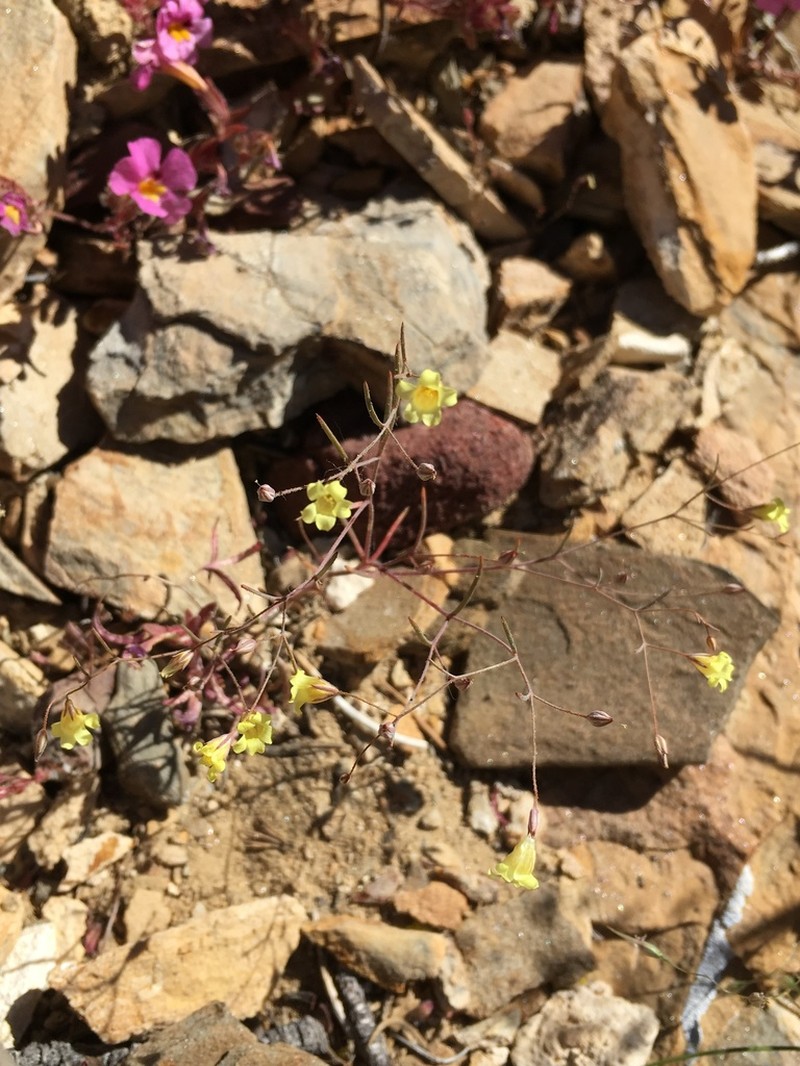 Yellow Gilia photo 4