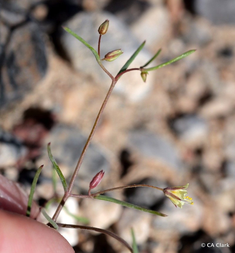 Yellow Gilia photo 6