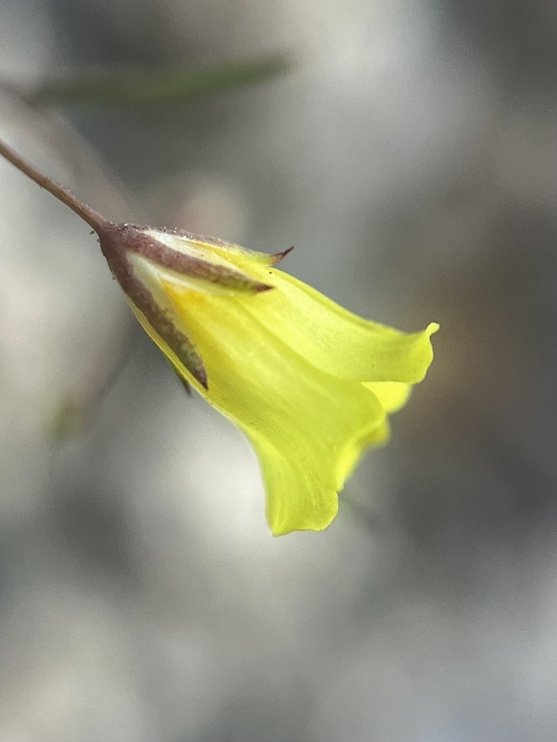 Yellow Gilia photo 7