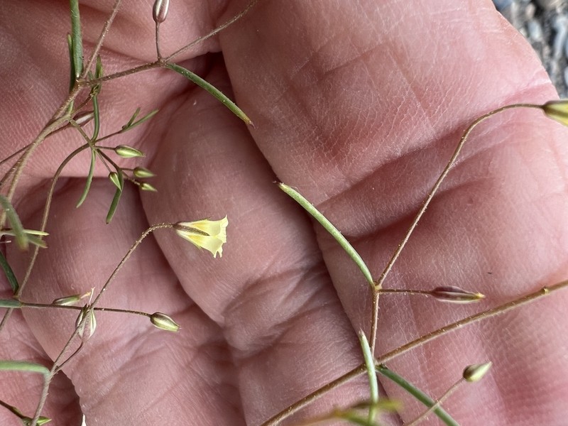 Yellow Gilia photo 8