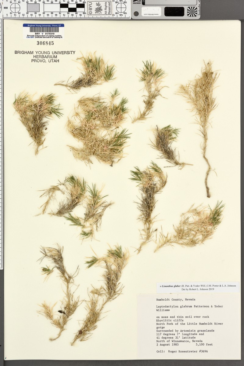 Linanthus glaber photo 4