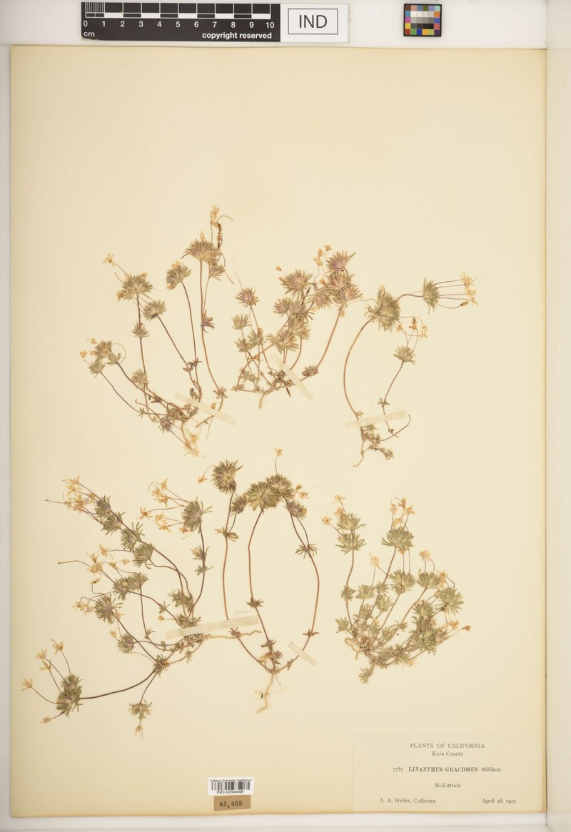Linanthus graciosus