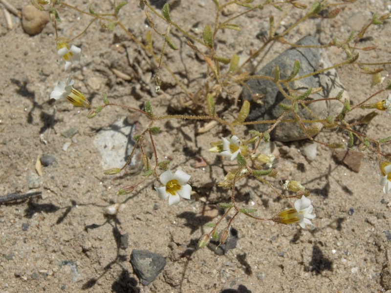 Inyo Gilia photo 2