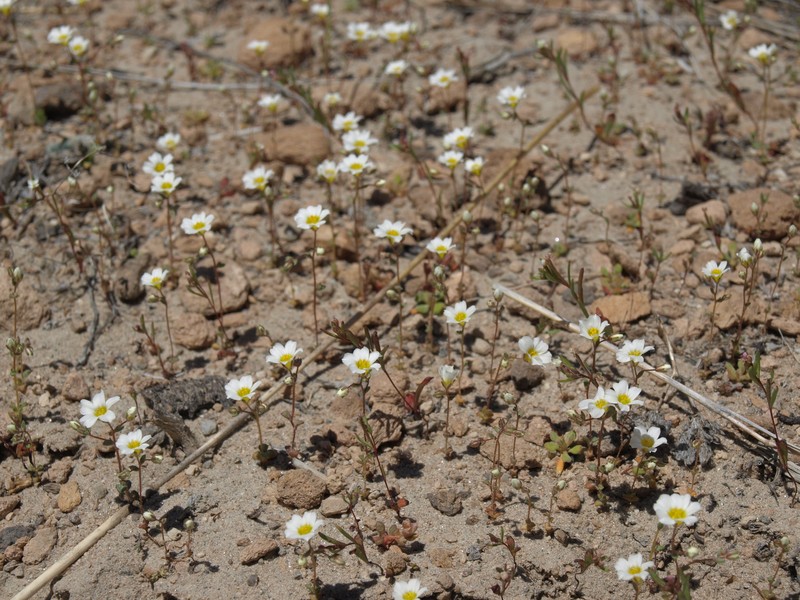 Inyo Gilia photo 3