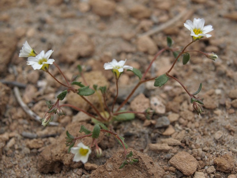 Inyo Gilia photo 4