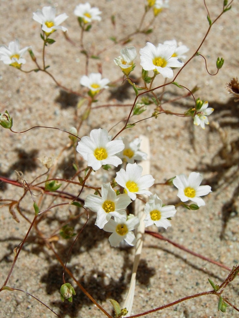 Inyo Gilia photo 3