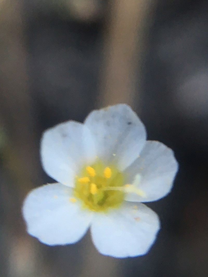 Inyo Gilia photo 5