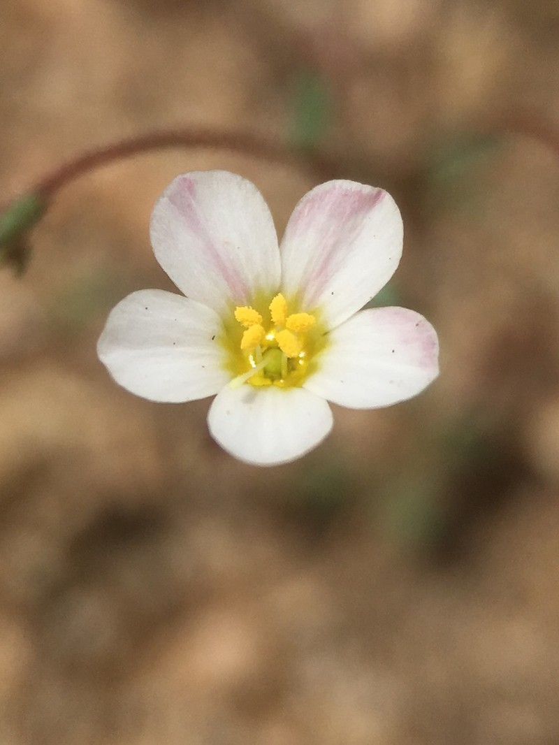 Inyo Gilia photo 6