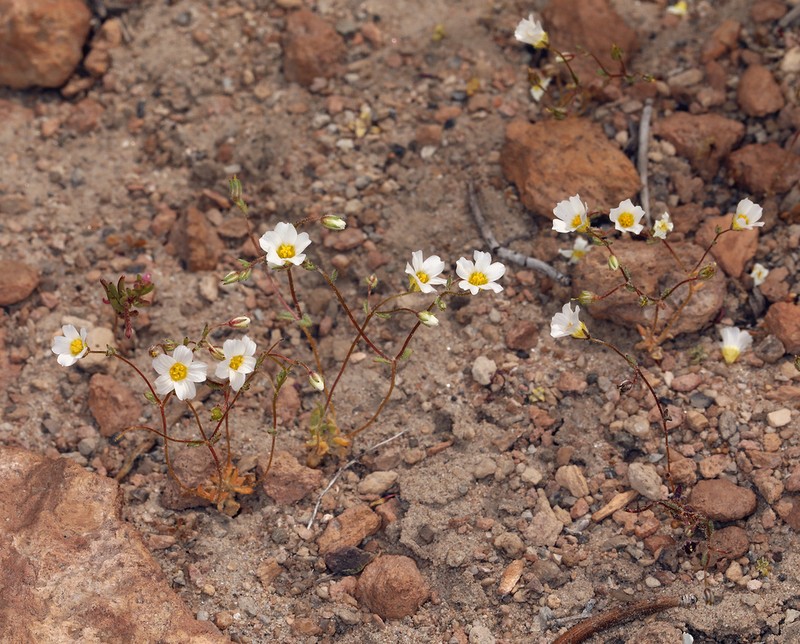 Inyo Gilia photo 7