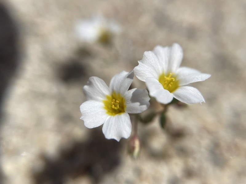 Inyo Gilia photo 8