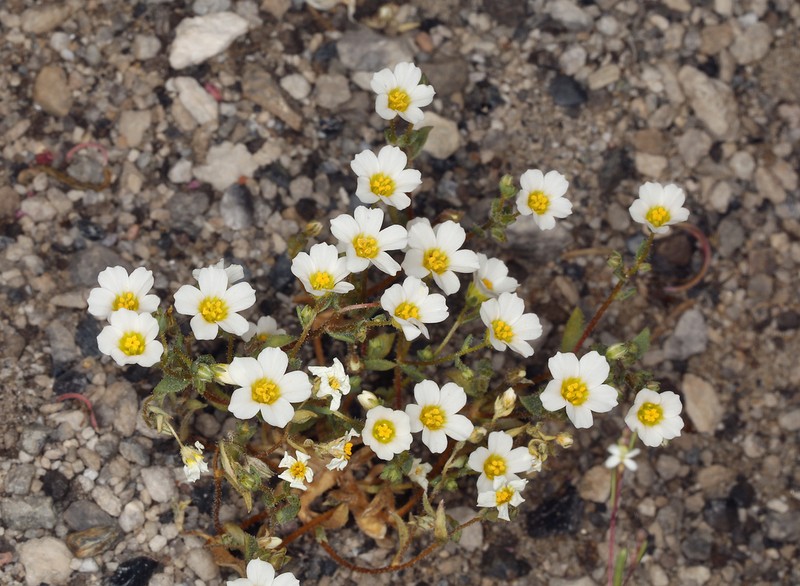 Inyo Gilia photo 9