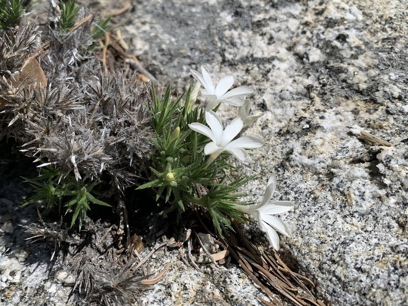 San Jacinto Prickly Phlox