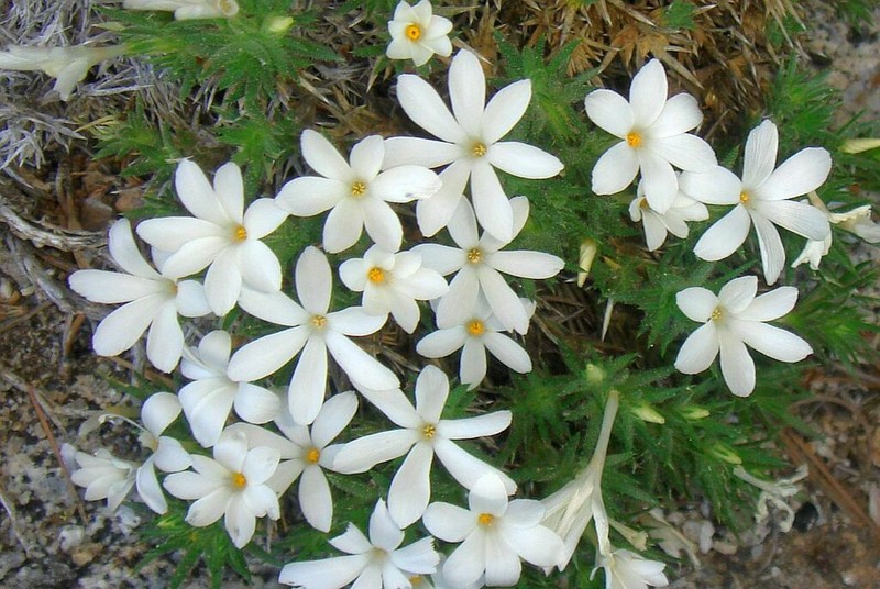 San Jacinto Prickly Phlox photo 2