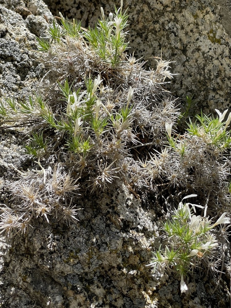 San Jacinto Prickly Phlox photo 4