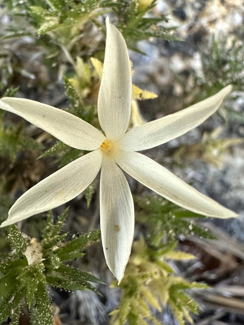 San Jacinto Prickly Phlox photo 5