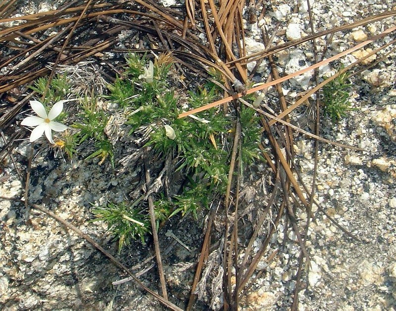 San Jacinto Prickly Phlox photo 6
