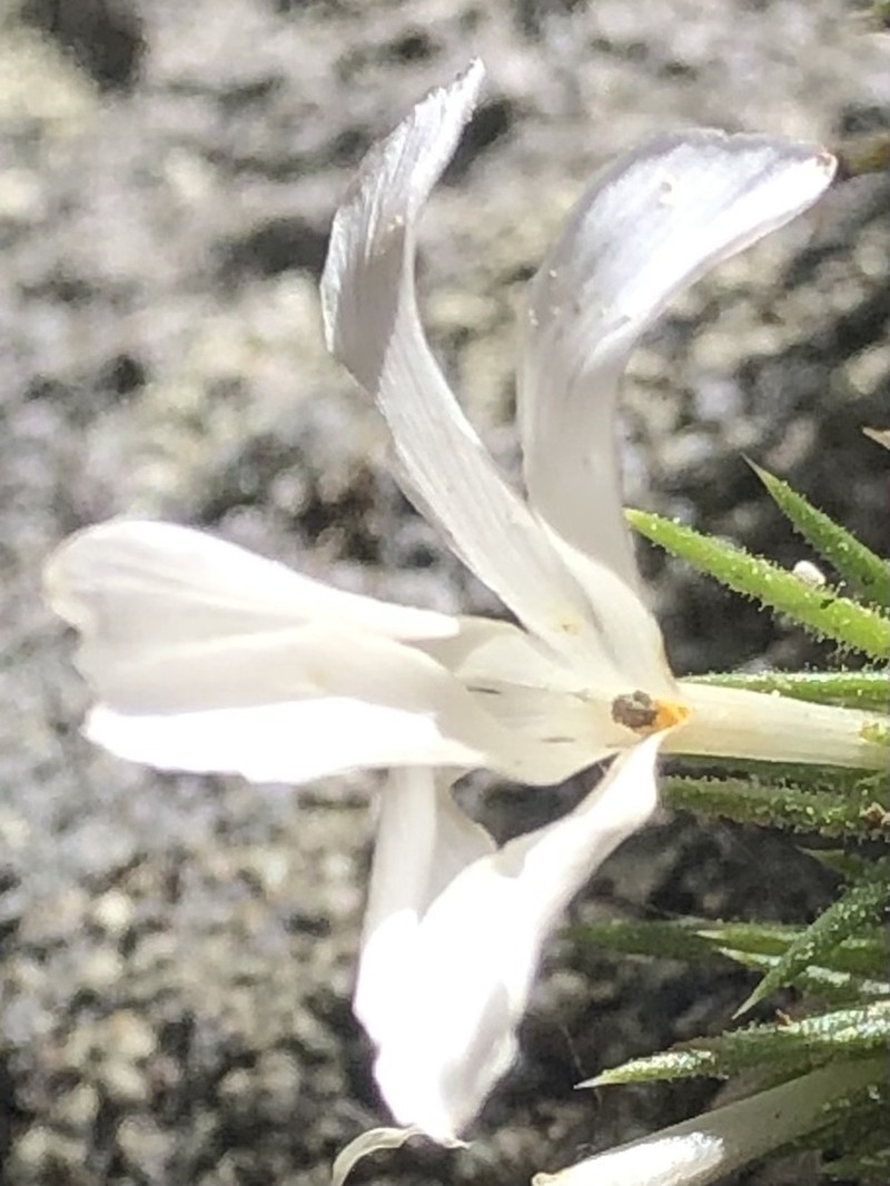 San Jacinto Prickly Phlox photo 7