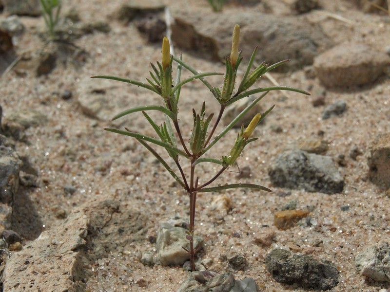 Jones' Linanthus
