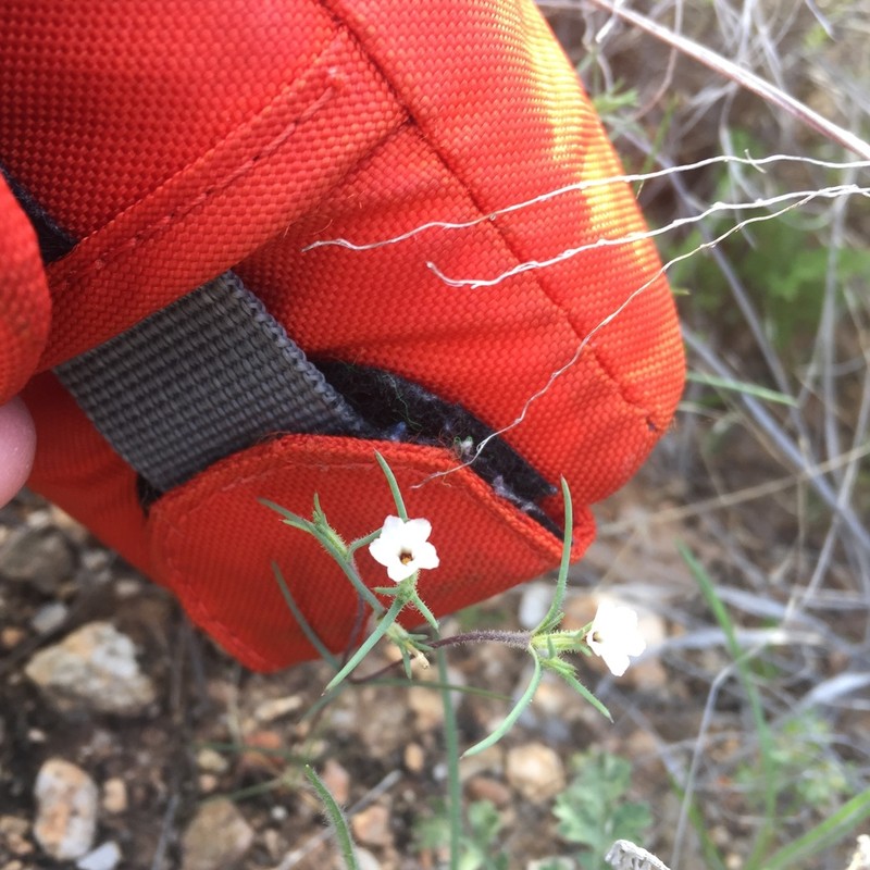 Jones' Linanthus photo 3