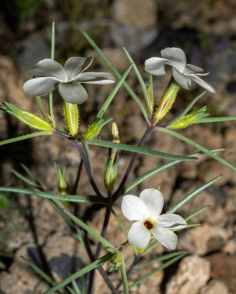Jones' Linanthus photo 4