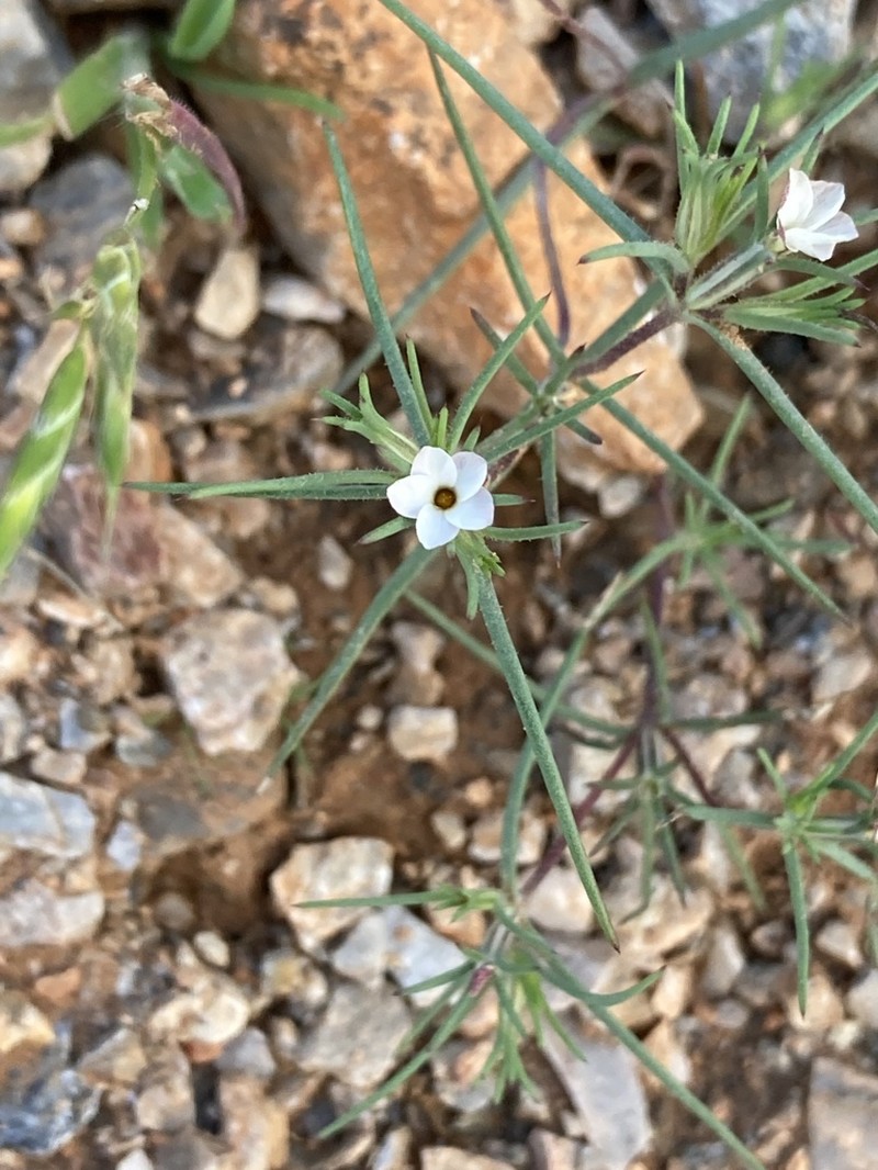 Jones' Linanthus photo 5