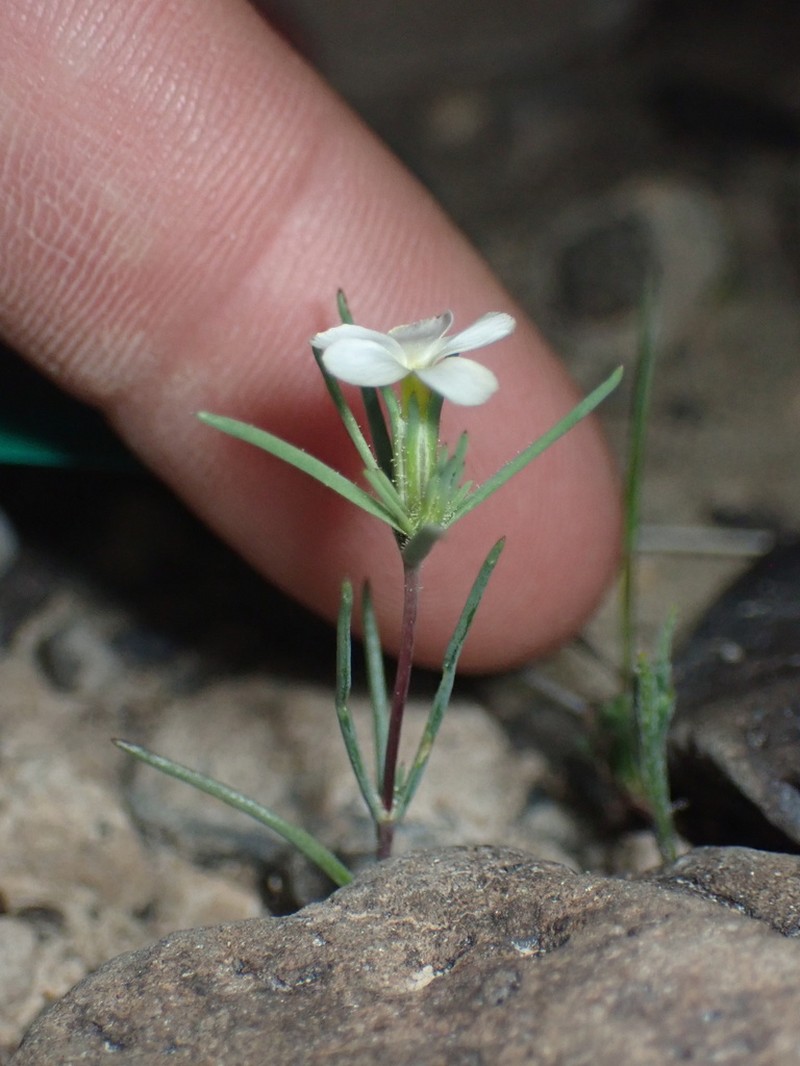 Jones' Linanthus photo 6