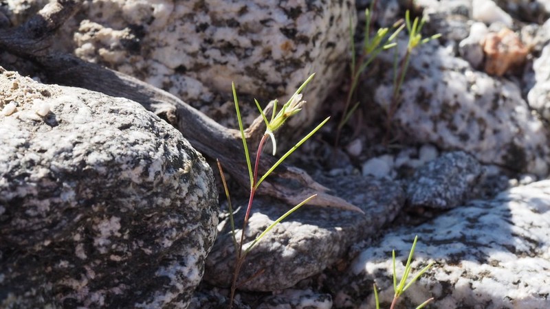 Jones' Linanthus photo 7