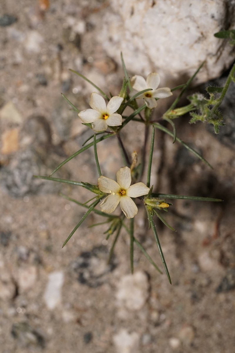 Jones' Linanthus photo 8