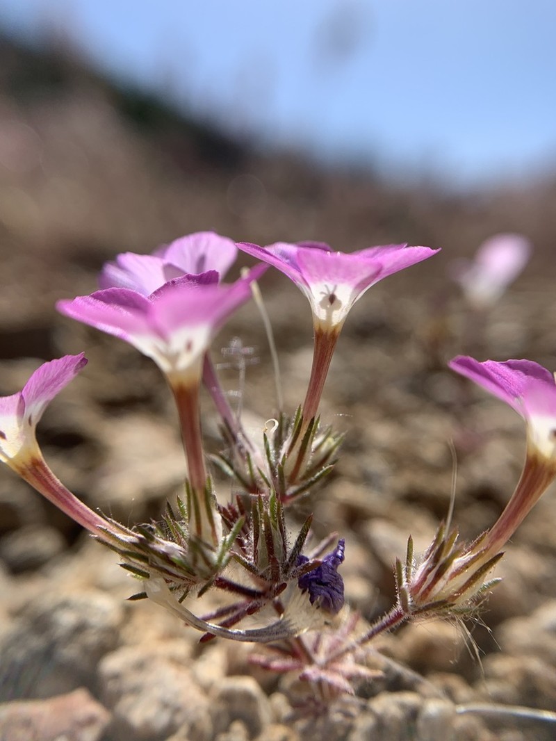 Baldwin Lake Linanthus