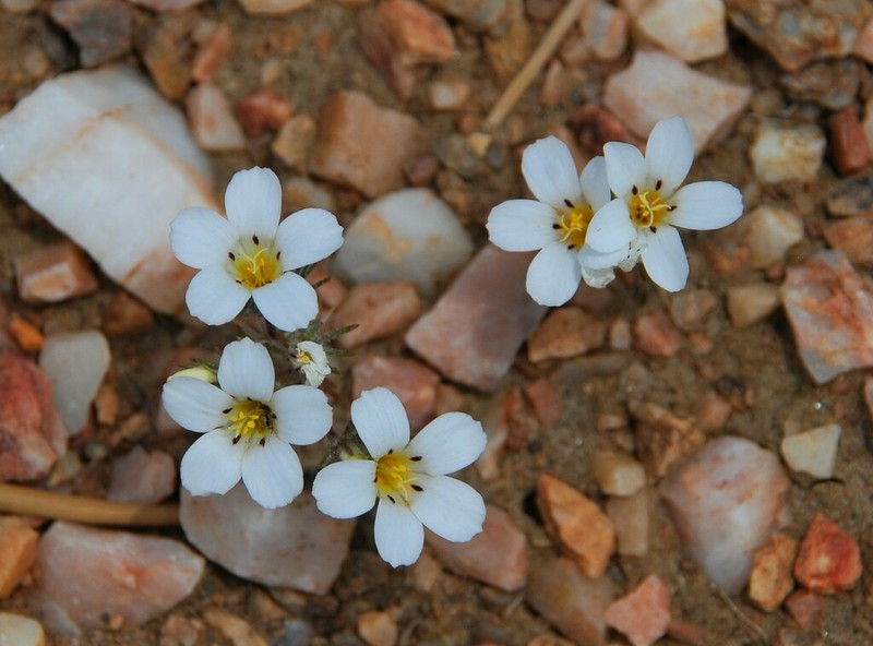 Baldwin Lake Linanthus photo 2