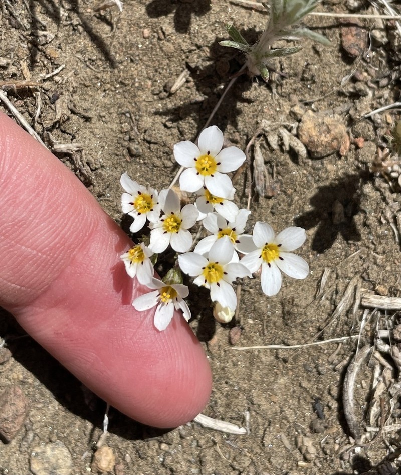 Baldwin Lake Linanthus photo 3
